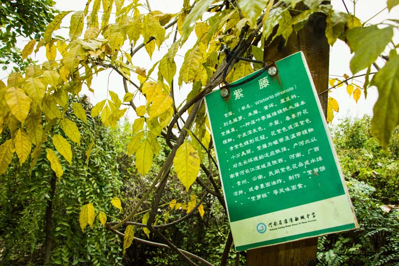 校园树木