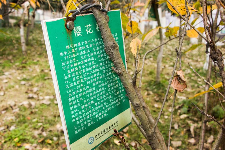 校园树木