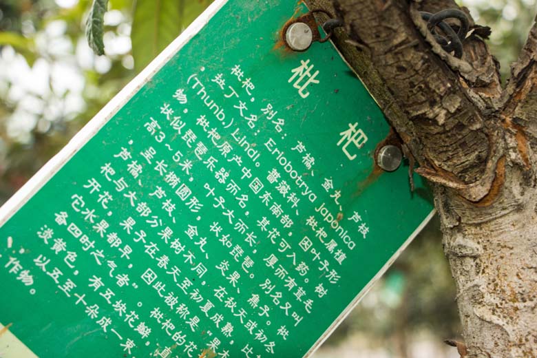 校园树木