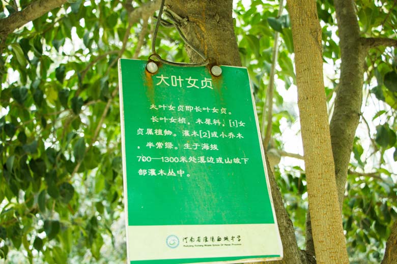 校园树木
