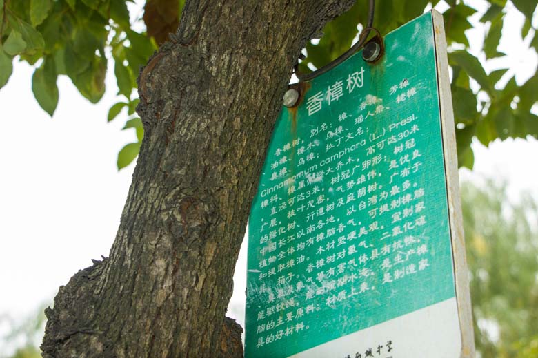 校园树木