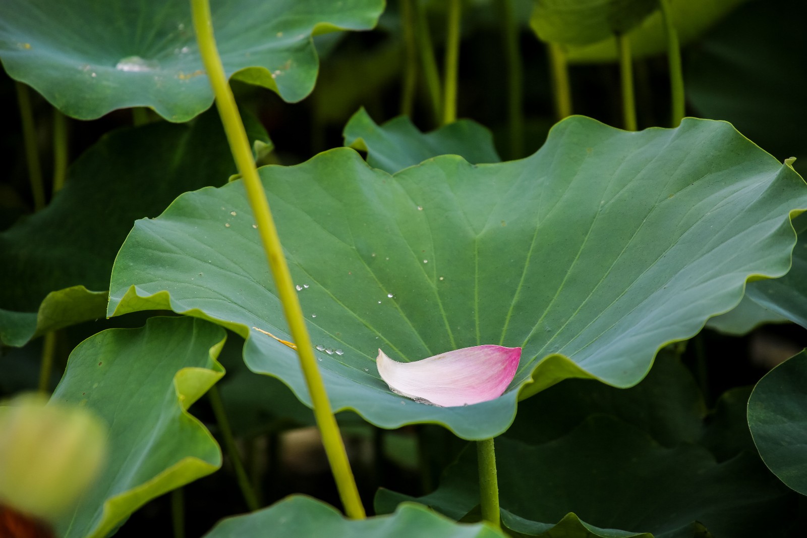 龙湖赏荷