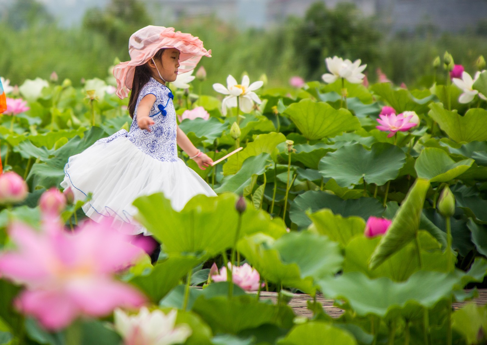 龙湖赏荷