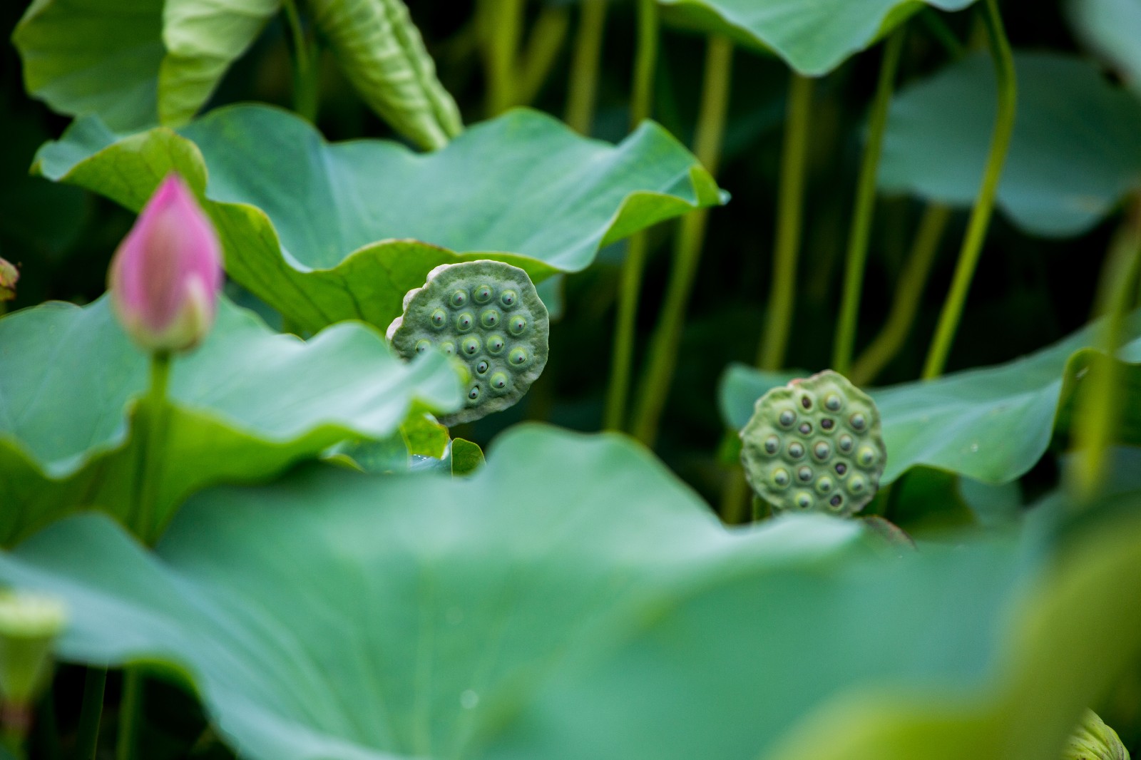 龙湖赏荷