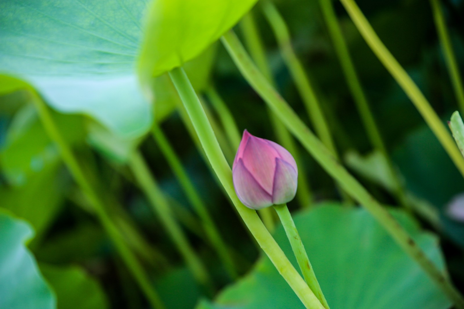 龙湖赏荷