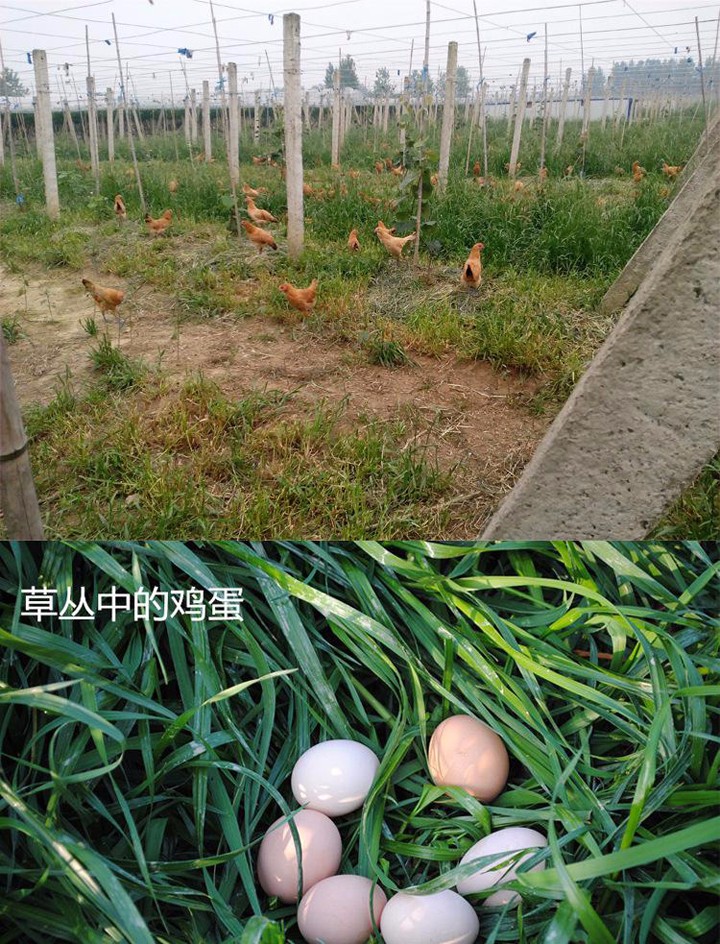羲城农牧全国八大生态基地