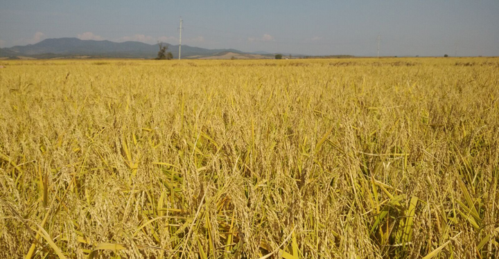 羲城农牧全国八大生态基地