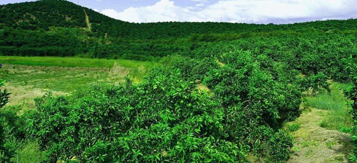 羲城农牧全国八大生态基地