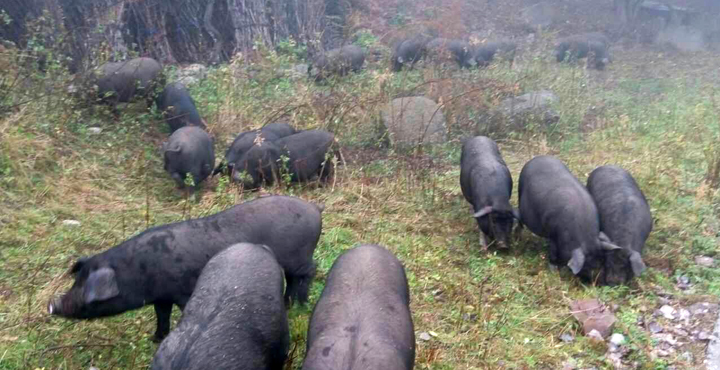 羲城农牧全国八大生态基地