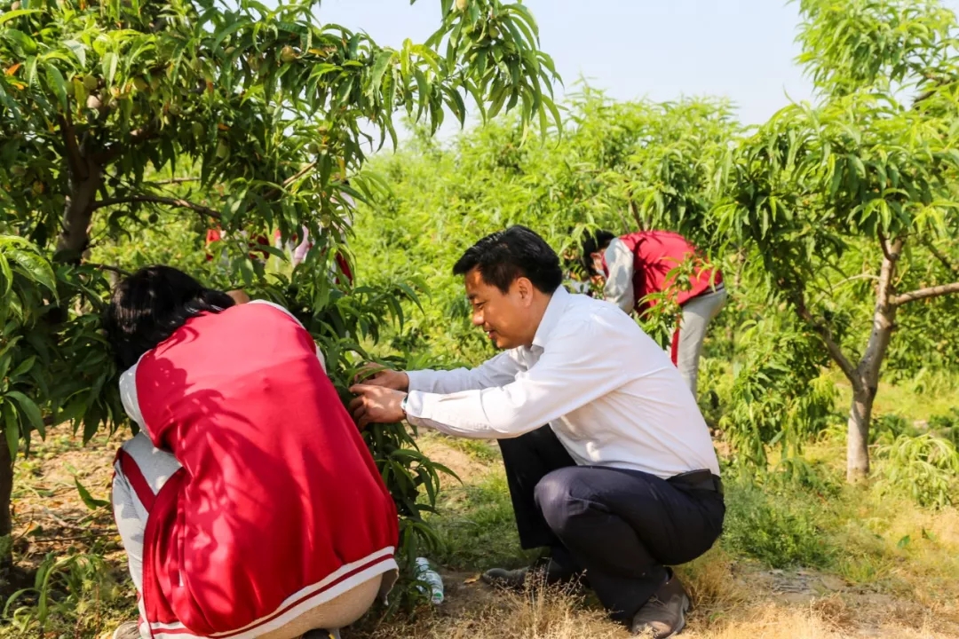 走出校园，增长学识——记羲城中学社会实践课之果树梳果