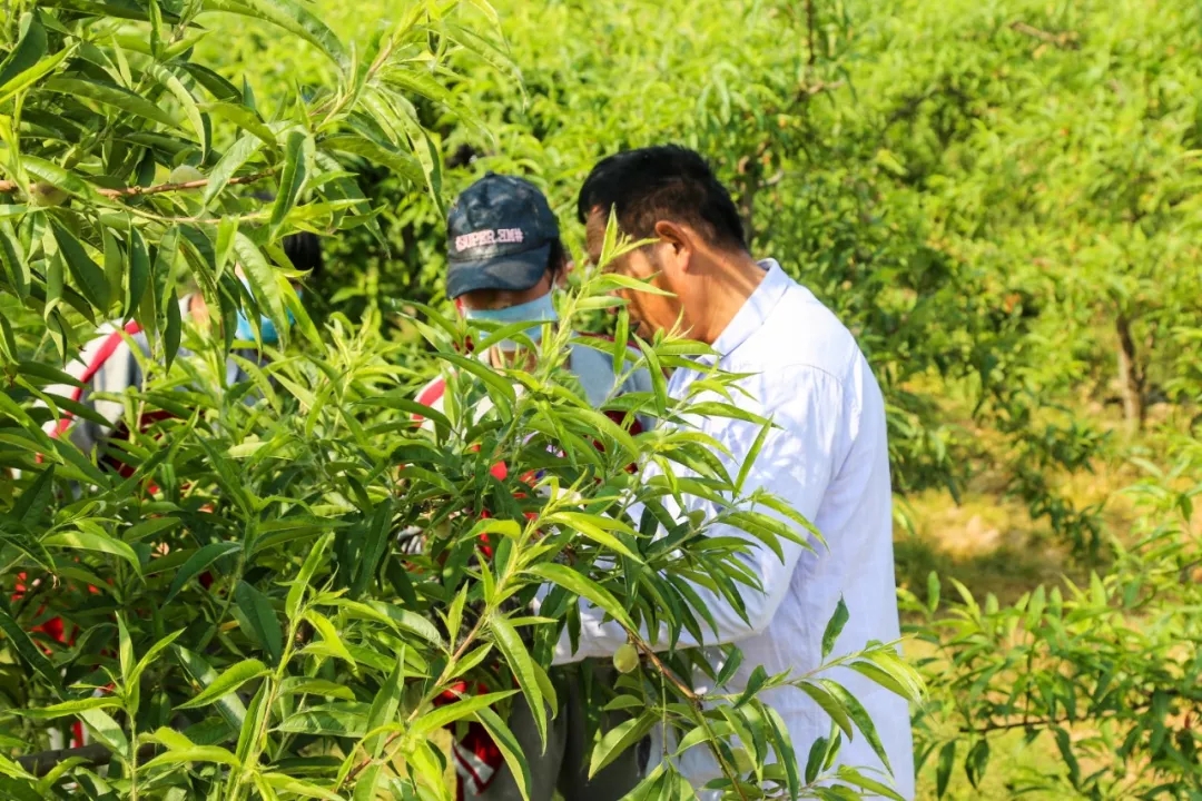 走出校园，增长学识——记羲城中学社会实践课之果树梳果
