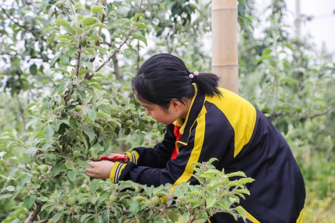 走出校园，增长学识——记羲城中学社会实践课之果树梳果
