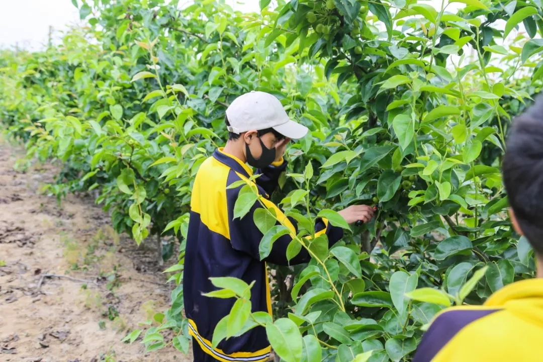 走出校园，增长学识——记羲城中学社会实践课之果树梳果