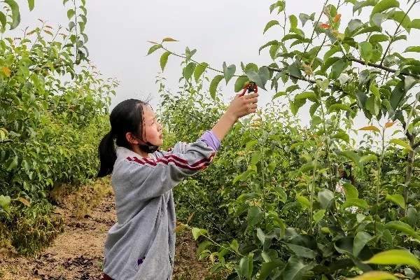 走出校园，增长学识——记羲城中学社会实践课之果树梳果