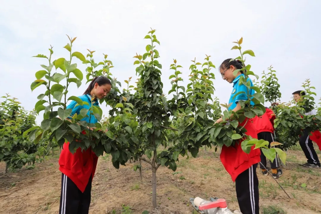 走出校园，增长学识——记羲城中学社会实践课之果树梳果