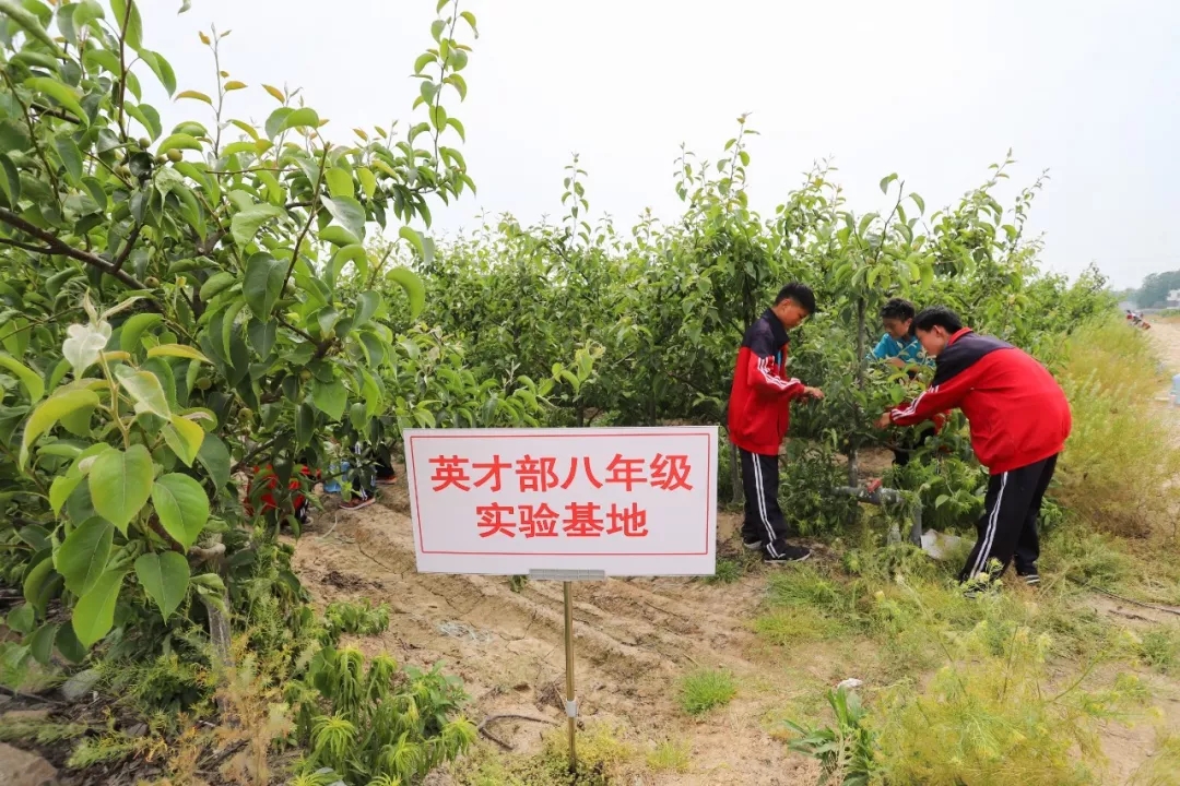 走出校园，增长学识——记羲城中学社会实践课之果树梳果